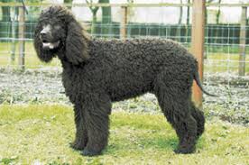 �����Ƒ��Ɍ}����O��